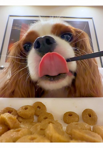Is Diamond Puppy Food Good for Cavalier King Charles?