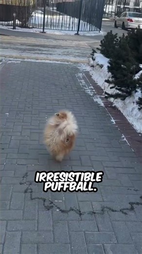 My Pomeranian Literally Looks Like a Puffball 😍 #dog #cute #funny