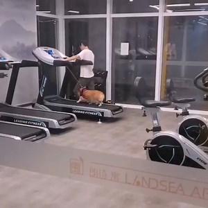 90K views · 814 reactions | I'm too fat so I have to exercise  #Dogs #CuteDogs #LoveDog #SmartDogs Join my group :  Love Dogs  . Thank you so much ❤ | Dogs World | Facebook