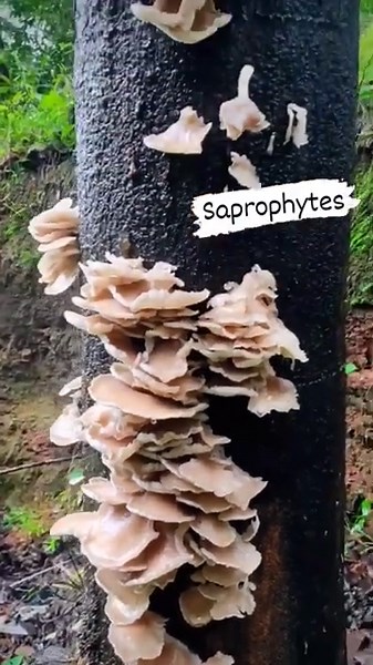Saprophytes? Saprophytes are the living organisms that live and feed on dead and decaying organisms.