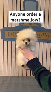 ASMR Episode 59: Bertie-Bear the Pomeranian🛁🫧 • • • • • • #doggrooming #asmr #pomeranian #pompuppy #pomeranianpuppies | Doggy Styling