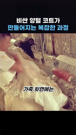 양털 코트가 명품 가격인 진짜 이유