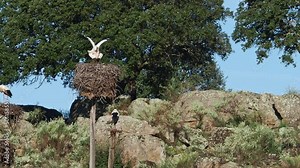 White storks, Ciconia ciconia, mating in the nest. Wild animals copulating at Los Barruecos Natural Monument, Malpartida de Caceres, Extremadura, Spain.