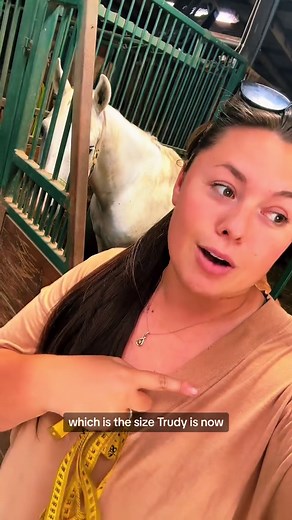 Pregnant Mare Belly Check: See How Much They've Grown!