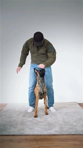 Smart K9 Obedience with Clicker Training 🐾 #ClickerTraining #DogObedience #K9Skills