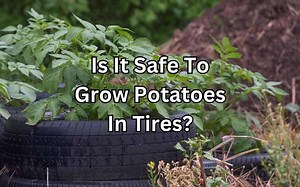 Is It Safe To Grow Potatoes In Tires? What You Need To Know - Simplify Gardening