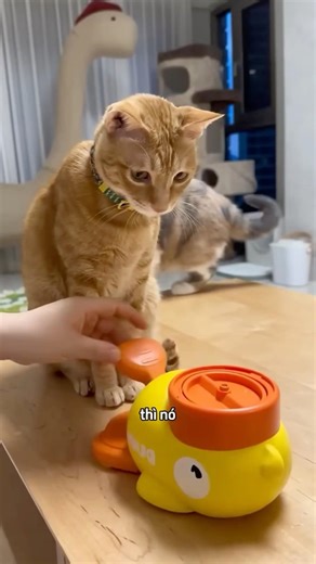 The girl puts a toy for the cat 🥲 #shortvideo #trendingshorts