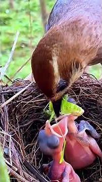 Relaxing Nature Video: Bird Caring for Babies in Nest (Real Sounds) #birds