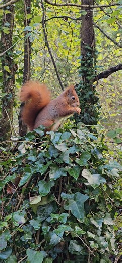 Red Squirrels at Dingle Nature Reserve Llangefni Anglesey. | Martin Jones