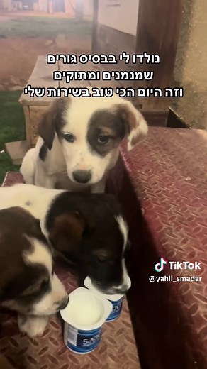 ‏מאוהבת קשות #פוריוכיאנחנוחיילים #כלבים #גורים