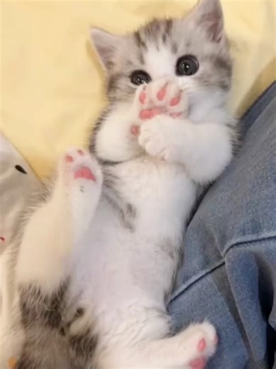 Anak Kucing Imut Banget dan Lucu