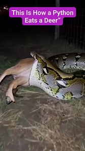 This Is How a Python Eats a Deer” | Hazrul Azhar