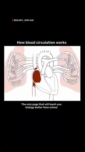 medical / biology explain on Instagram: "Blood circulation is the continuous movement of blood through the heart and blood vessels, delivering oxygen and nutrients to every cell while removing carbon dioxide and waste products.Powered by the heart’s pumping action, arteries carry oxygen-rich blood from the heart, and veins return oxygen-poor blood back.This vital system keeps your organs alive, your brain sharp, and your body energized 24/7. Dm for credit or removal For educational purposes only