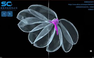 20221229-Dragonfly中三维渲染与动画制作模块人使用方法