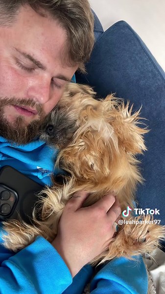 Heartwarming Shichi Puppy Saves the Day