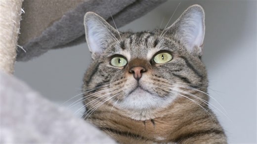 INFO BFMTV. "Elles provoquent des infections graves": 25.000 Français finissent au bloc opératoire après une morsure de chat