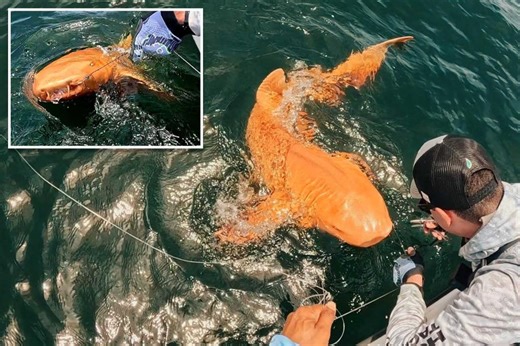 Scientists discover one-of-a-kind, bright orange shark swimming off Costa Rica