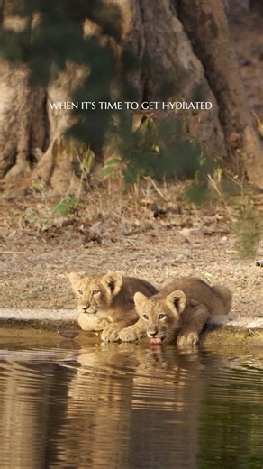 Lion Cubs Drinking Water in Gir Forest 🦁 | A Rare Wildlife Moment | Gir Wildlife