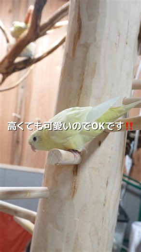 The real cost of living with a parakeet for one month! #LifewithParakeet #LifewithParakeet #Parak...