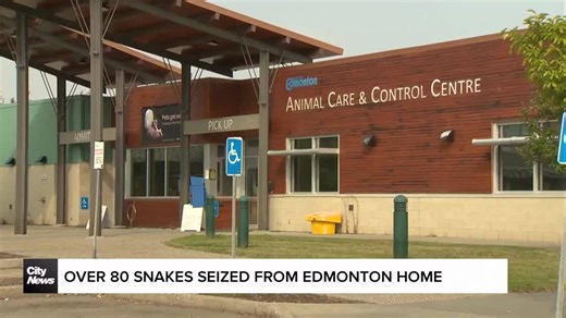 Animal Care & Control seize over 80 snakes from Edmonton home
