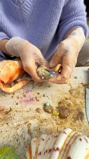 Wait until you see what we found inside! 🐚 The moment of discovery is always pure magic. Seeing these vibrant, naturally formed pearls nestled within the Queen Conch made my heart skip a beat—they are truly nature's hidden jewels, a stunning reminder of the ocean's artistry. If you've ever found a treasure on the beach, tell me about it below! #ConchPearlHarvest #OceanTreasures #RareGems #NaturalPearls #SeaLife | SocialSphere Central