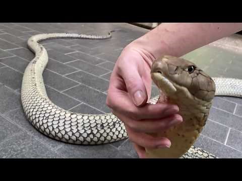 KING COBRA FEEDING: Oracle and Katie