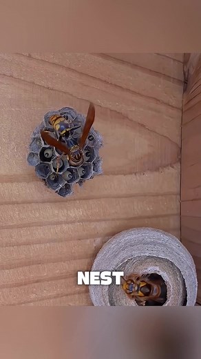 When Two Bees Go To War 😱