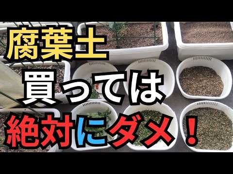 腐葉土は買わないで！害虫が心配なので！必要な腐葉土は切り取った葉で作ります