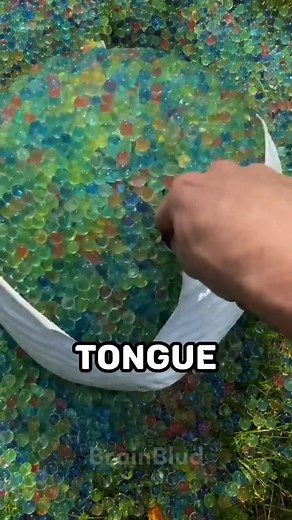 1.6K views · 58 reactions | Random Facts That Will Shock You 33  #curiosity #curiosities #randomfacts #factsyoudidntknow #random | Random Facts | Facebook