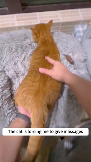 It was the cat that forced me.#cat