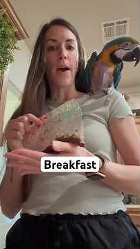 I use the ​⁠@BirdTricks recipe book. #petcare #parrot #parrotshorts #parrotvideo