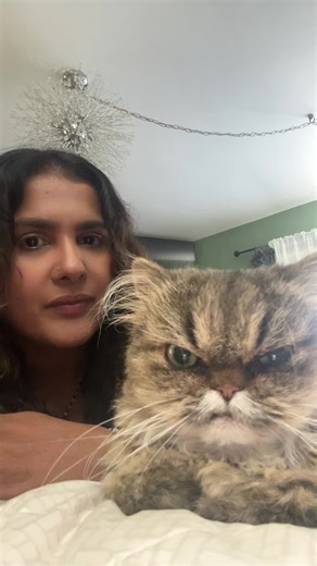 People have commented that Belle looks like a labubu#labubu #angrycat #cutecatvideos #foryoupage