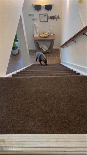 Bridgette update 😃 A few months ago, this girl you see zooming up the stairs, was dumped in a rural area under a bridge. She was injured, hungry and dehydrated. It took weeks of earning her trust before some of our volunteers could secure her. Now, thanks to volunteers and financial supporters, she’s got a second lease on life. She had a successful FHO surgery on her hip and will complete her heart worm treatment this week. If you are looking for a sweet brindle dog who will love you back, adop