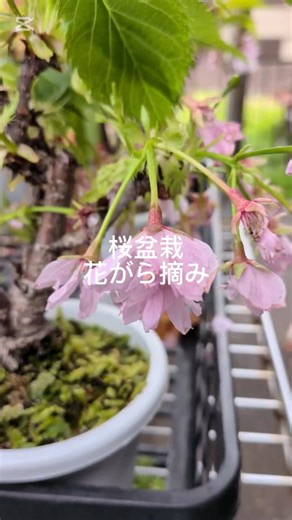 2026年4月14日桜盆栽花がら摘み