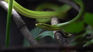 clip-1025116730-green-snake-terrarium-on-tree-slowly-creeps