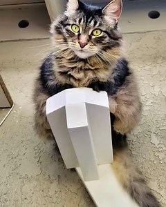 Amelia and Rosie’s Rancho Palos Verdes catio is next level! 🙀 A cat courtyard, long run, and nest are among the highlights! 😻 #catio #catios #customcatio #customcatios #catenclosure #catenclosures #catsoflosangeles #catification #catioguy #cathouse #cathouses #cathome #cathomes #cattery #catplayground #catenrichment #catlife #catlifestyle #catfun #meow #catyard #catsafety #catssafeathome | Catio Guy