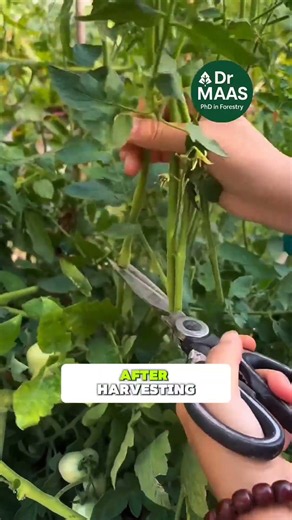 Prune Your Tomatoes for a New Harvest!