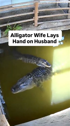 Wildlife Educator | Animal YouTuber on Instagram: "Alligator Wife Lays Hand on Husband"