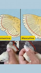 🐥✨ Te has preguntado cómo saber si tu pollito es macho o hembra Cuando recibes pollitos sin sexar (“straight run”), puedes averiguarlo así: ✔️ Abre el ala del pollito como un abanico. ✔️ Observa las plumas de la articulación externa: — La fila inferior son las primarias. — La fila superior son las cobertoras. ✅ Si las plumas primarias son más largas que las cobertoras → es hembra. ✅ Si las plumas primarias son del mismo largo o más cortas que las cobertoras → es macho. 🌾 Una técnica sencilla p
