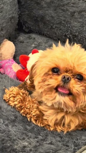Annie enjoying her treat #pekapoo #pets #peekapoo #puppy #dog