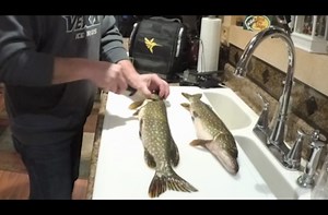 How To Clean Northern Pike 101 | Bass Pro Shops