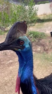 Spot a rare and fierce cassowary in its natural habitat