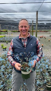 📣 PSA for shade garden lovers: You need this plant. Hillier™ Porcelain Blue Corydalis doesn’t just survive in low light—it steals the show. With intense, almost glowing blue blooms (from spring to summer, and again in late summer to fall), this U.K.-bred beauty is one of the most unique perennials we grow (not only for the neon blooms, but also that delicate foliage!), and Monrovia is proudly one of the few places growing it in North America. 🌿 Loves partial shade 📍 Zone 5–9 🪴 Perfect for sp