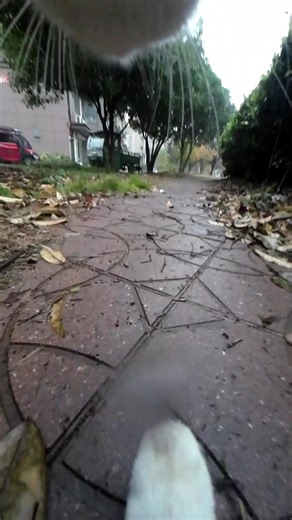 Maxwell the Cat's Epic Cleaning Challenge