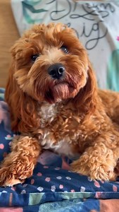 ✨ Doodles: because basic dogs were never an option. 💁‍♀️ Tag your fellow Doodle parent if this is too real. Bonus points if yours also refuses to poop unless it’s under a moonlit sky. #dogsofinstagram #puppylove #instadog #doglife #cutedogs #doodlelife #doodlemom #doodlehumor #goldendoodlegram #labradoodlelife #funnydogvideos #dogreels #viralreels #reelsofinstagram #cavoodle #biscoffthefloof | Biscoff.the.floof