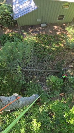 one pine rigged! #arborist #chainsaw #husqvarna #shorts #wood #pine #maine #tree #treework
