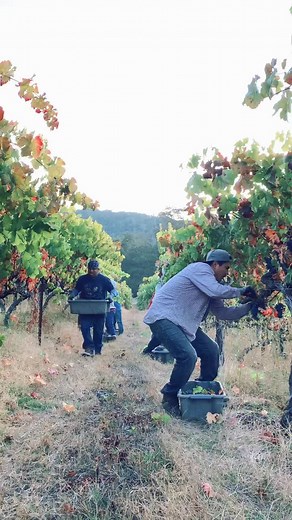 Grape Picking Robot Revolutionizes Vineyard Harvesting