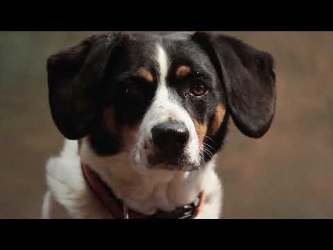 Cute Dog Close-up