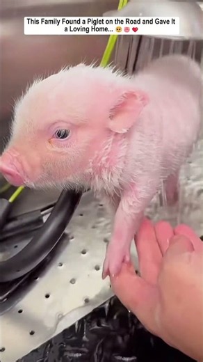 This Family Found a Piglet on the Road and Gave It a Loving Home.