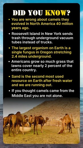 Camels Didn’t Start in the Desert